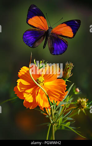 Schillernder Schmetterling der gepunkteten Ruhm oder asterope Mark II, Familie, seltene Arten, fliegt über Doppel orange Cosmos flower auf Dunkelgrün zurück Stockfoto