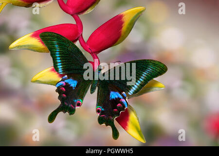 Glitzernden Schmetterling Blauer Pfau oder Papilio arcturus, Papilionidae Familie, auf die gelbe rote Heliconia Blume mit unscharfen Bunte bokeh Hintergrund Stockfoto