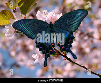 Schmetterling Papilio maackii oder alpinen Schwalbenschwanz oder blau Brassicae, Papilionidae Familie, auf pink Sakura oder orientalischen Kirschblüte mit unscharfen che Stockfoto