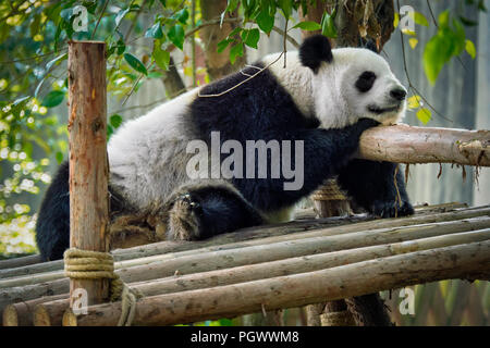 Panda Bären in China Stockfoto