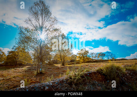 Panorámica de Arboles con Cielo Azul y tonos Verdes y marrones. Stockfoto