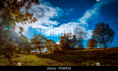 Panorámica de Arboles con Cielo Azul y tonos Verdes y marrones. Stockfoto