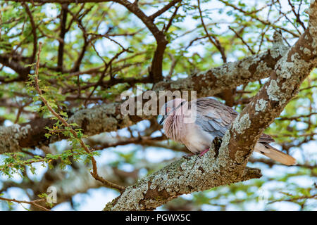 Wilde afrikanische Taube oder Streptopelia decipiens Stockfoto