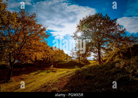 Panorámica de Arboles con Cielo Azul y tonos Verdes y marrones. Stockfoto