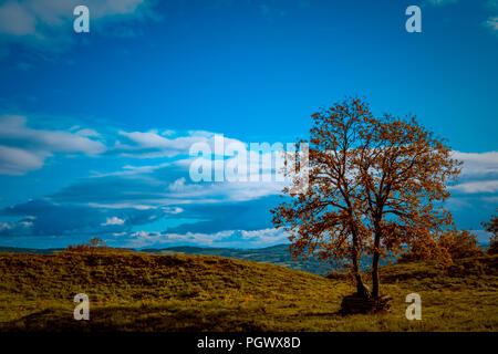 Panorámica de Arboles con Cielo Azul y tonos Verdes y marrones. Stockfoto