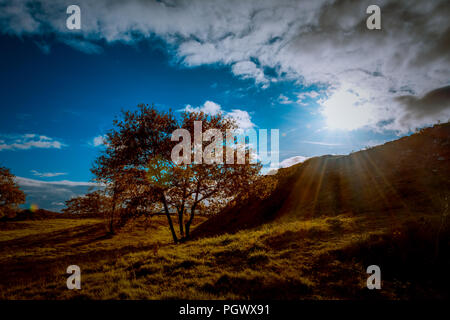 Panorámica de Arboles con Cielo Azul y tonos Verdes y marrones. Stockfoto