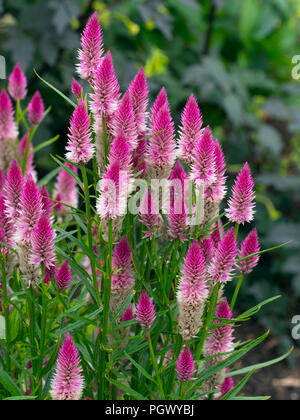 Celosia argentea' Flamingo Feder' (Spicata Gruppe) Stockfoto