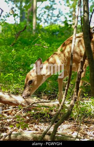 Ein whitetail beschmutzt fawn Grünfutter um das Holz im Spätsommer an Yates Mühle County Park in Raleigh North Carolina Stockfoto