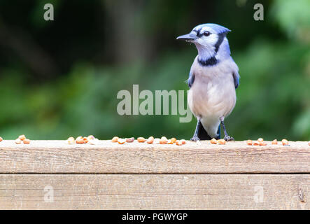 Seite Profil eines Blue Jay thront auf einem verwittertes Holz deck Geländer, die Überprüfung aus seiner Umgebung vor Ergreifen der geschälte Erdnüsse, dort zu sitzen. Stockfoto