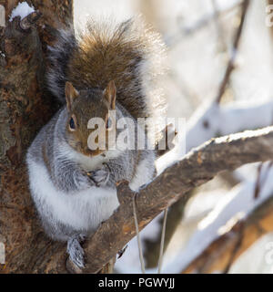 Porträt einer chubby graue Eichhörnchen sitzt auf dem Ast eines Baumes Essen birdseed, mit buschigem Schwanz Gegenlicht der Sonne. Stockfoto