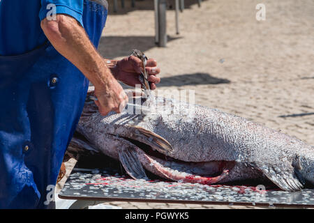 Setubal, Portugal - August 8, 2018: Mann, der die Waage der ein grosser Fisch in der Straße entfernt vor einem Restaurant an einem Sommertag unter den Augen von Stockfoto