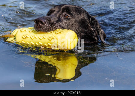 Ein schwarzer Labrador schwimmt mit einem Dummy gundog in seinem Mund. Stockfoto