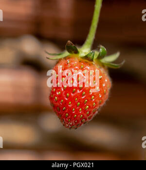 Eine Nahaufnahme eines reif Single Erdbeere. Stockfoto