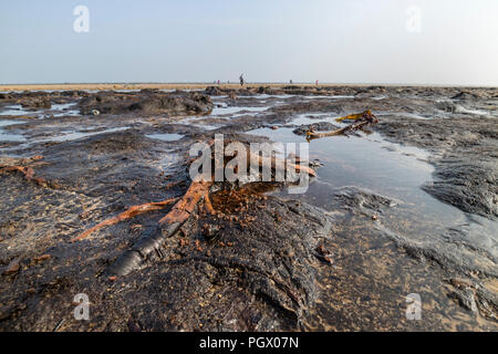 Umgestürzte Bäume und Stümpfe aus einem alten Wald, über 7000 Jahre alte, aufgedeckt durch Sturm Emma im März 2018 am Strand, Cleveland Redcar, Großbritannien Stockfoto