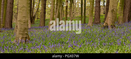 Einen Panoramablick auf Englisch Bluebell Woods. Stockfoto