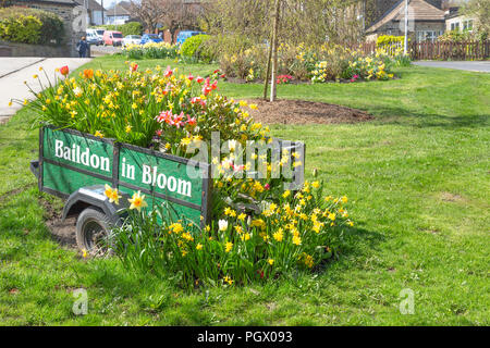 Eine Feder Blütenpracht in einem hölzernen Warenkorb in Baildon, Yorkshire. Stockfoto