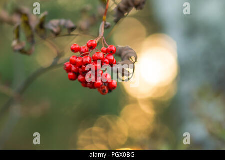 Rote reife Vogelbeeren gegen Sonnenstrahlen, Eberesche Baum mit Reife Beere. Zweig der Asche Berry. Rowan Filialen mit schönen roten Beeren bedeckt. Insgesamt eine der Herbst Morgen gefangen. Stockfoto