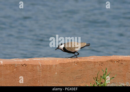 Sporn - winged Kiebitz (Vanellus Spinosus) durch das Wasser, fotografiert in Israel im Januar Stockfoto