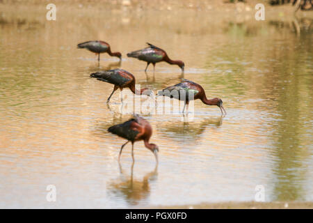 Northern Bald Ibis (Geronticus eremita) Schmieden für Lebensmittel. In Israel im Januar fotografiert. Stockfoto