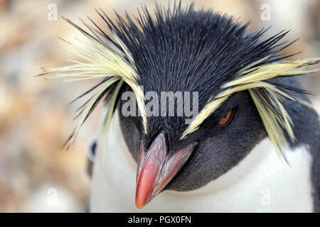 Northern rockhopper penguin Nahaufnahme Stockfoto