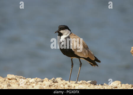 Sporn - winged Kiebitz (Vanellus Spinosus) durch das Wasser, fotografiert in Israel im Januar Stockfoto