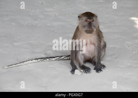 Freundliche Affe sitzt am Strand von Monkey Beach in Koh Phi Phi Thailand Stockfoto