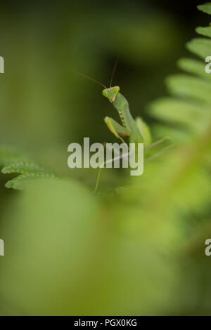 Sphodromantis viridis ist eine Pflanzenart aus der Gattung der Gottesanbeterin, der beibehalten wird weltweit als Haustier. Den gemeinsamen Namen gehören Afrikanische Mantis, riesige Afrikanische Mantis, ein Stockfoto