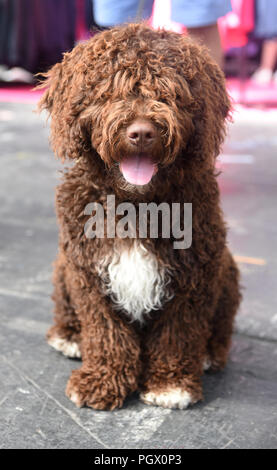 Porträt eines braunen Spanischen Wasserhund (Perro de Agua Español) Stockfoto