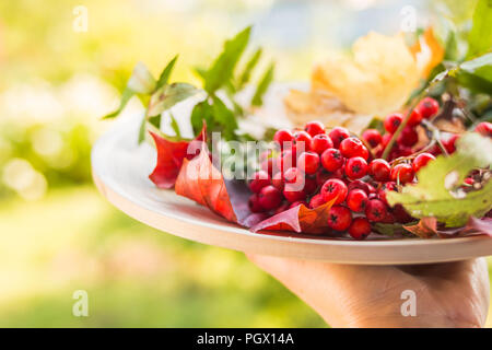 Herbst noch leben. Rowan, Viburnum, Äpfel. Früchte und Beeren auf einer Holzplatte. Hintergrund der Blätter im Herbst. Rote Beeren und gelben Blätter im Herbst. Herbst Jahreszeit Zusammensetzung. Platz kopieren Stockfoto