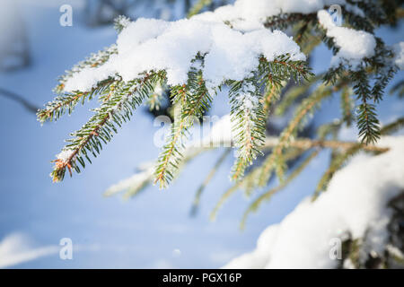Fichte Äste bedeckt mit Schnee, Winter Wald in sonniger Tag Stockfoto
