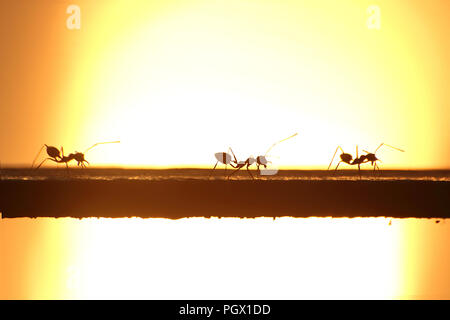 Dieses Bild ist Silhouette. Drei Ameisen gehen zusammen in einer Reihe auf stahlstangen. Der Hintergrund ist angesichts der suset. Stockfoto