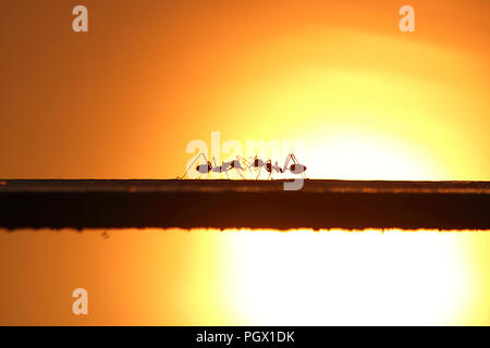 Dieses Bild ist Silhouette. Zwei Ameisen sind Sie auf Stahl Stäbe. Der Hintergrund ist Licht des Sonnenuntergangs. Stockfoto