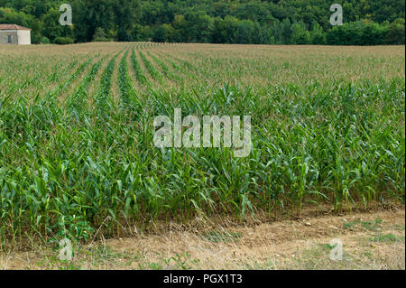 Reihen von Mais wächst in der Nähe des Dörfchen St Gregoire, Teil der Gemeinde Varen, Tarn-et-Garonne, Royal, Frankreich, Europa Stockfoto