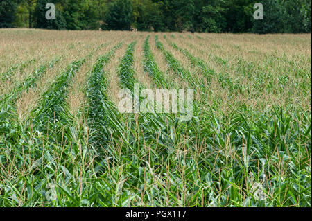 Reihen von Mais wächst in der Nähe des Dörfchen St Gregoire, Teil der Gemeinde Varen, Tarn-et-Garonne, Royal, Frankreich, Europa Stockfoto