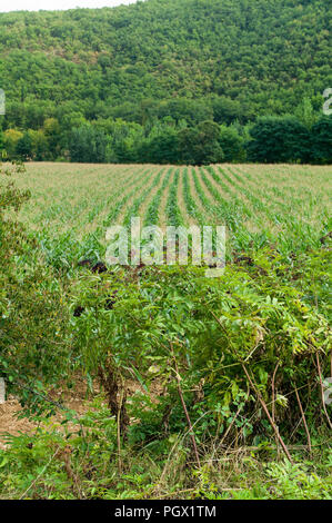 Gemeinsame, Liguster, ligustrum vulgare und Mais wächst in der Nähe des Dörfchen St Gregoire, Teil der Gemeinde Varen, Tarn-et-Garonne, Royal, Franc Stockfoto