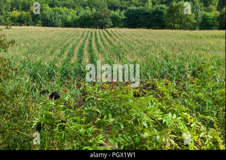 Gemeinsame, Liguster, ligustrum vulgare und Mais wächst in der Nähe des Dörfchen St Gregoire, Teil der Gemeinde Varen, Tarn-et-Garonne, Royal, Franc Stockfoto