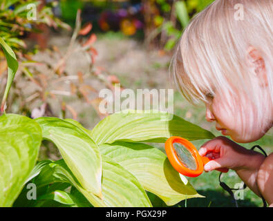 Schwere kleine Mädchen erforscht die Natur beobachten Blume Blätter durch Lupe im Sommergarten Stockfoto