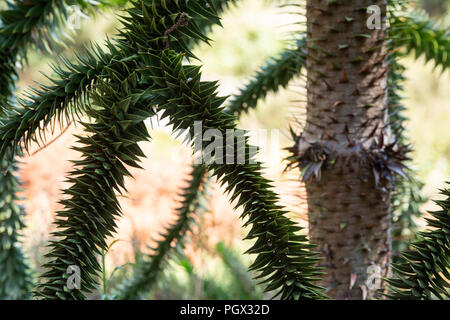 Araucaria araucana. Monkey Puzzle Tree Trunk und Niederlassungen Stockfoto