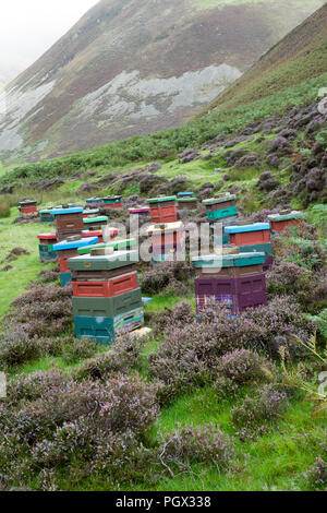 Bienenstöcke entlang der Mennock Pass, in der lowther Hills, Dumfries und Galloway, Schottland Stockfoto