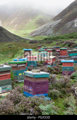 Bienenstöcke entlang der Mennock Pass, in der lowther Hills, Dumfries und Galloway, Schottland Stockfoto