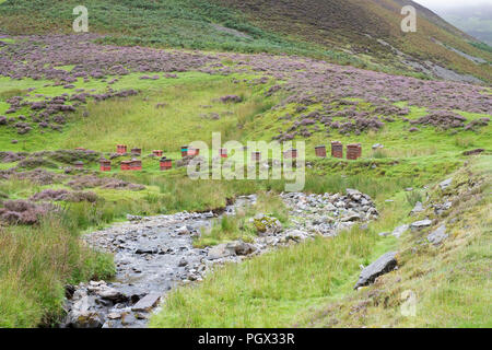 Bienenstöcke entlang der Mennock Pass, in der lowther Hills, Dumfries und Galloway, Schottland Stockfoto