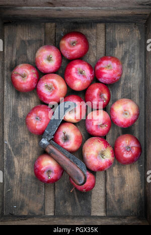 Malus Domestica. Apple' Redlove Era'. Redlove era geernteten Äpfel in Holzkiste mit einem Vintage Gärtner Messer Stockfoto