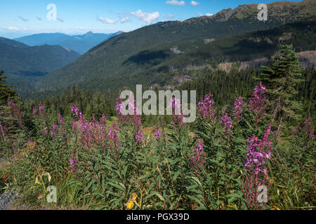 August blüht der Rosebay Weidenröschen (FIREWEED) auf der westlichen Flanken des Staates Washington Mount Baker Blick nach Westen auf den umliegenden Wald bedeckt Stockfoto