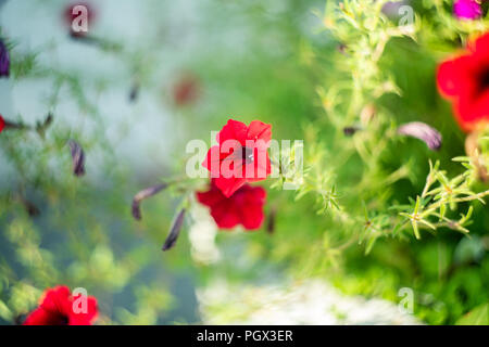 Eine rote Blume im Botanischen Garten in Norfolk, Virginia Stockfoto
