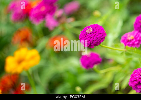 Ein Garten Bett voller Zinnien mit einem großen vibrant magenta-farbene Blume vor Stockfoto