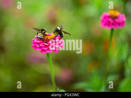 Zwei Hummeln sammeln Pollen aus einem rosa lila Zinnia im Sommergarten Stockfoto