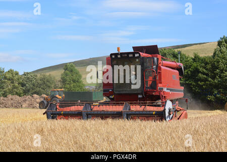 Bei internationalen 1660 Mähdrescher Stockfoto