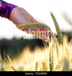 Frau mit einem reife Ähre vorsichtig in ihre Hand es anzeigen, um die Kamera im Sommer Weizenfeld. Stockfoto