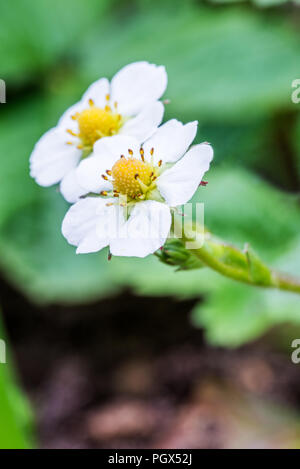 Makroaufnahme der Wilde Erdbeere Blumen. Stockfoto