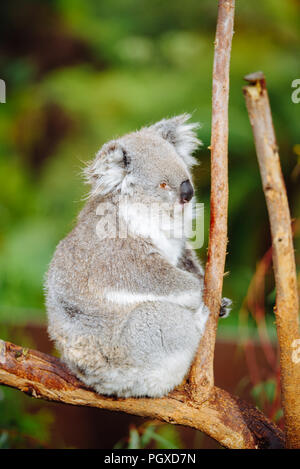 Koala sitzen auf einem Ast an Healesville Sanctuary Zoo Stockfoto